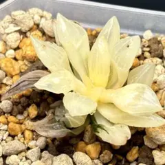 2025年最新】アトロフスカミュータントの人気アイテム - メルカリ