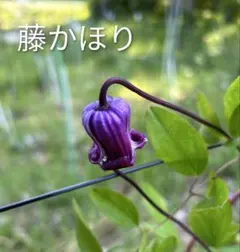 クレマチス 挿し穂1本 第4種発送 - メルカリ