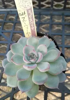 2025年最新】おらい 多肉植物さん苗の人気アイテム - メルカリ