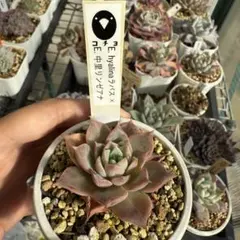 2025年最新】中里リンゼアナの人気アイテム - メルカリ