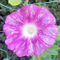 gontamama様 リクエスト 2点 まとめ商品