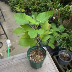 2025年最新】NOIRE de barbentaneの人気アイテム - メルカリ