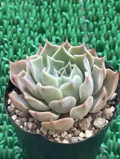 （リンゼアナ×アテマハック）×（霜椿×ユリアナ）　オーズプランツ　多肉植物 リンゼアナ×アテマハック）×（霜椿×ユリアナ）オーズプランツさん