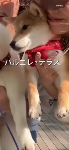 yuyu様限定‼️よろしくお願いします。