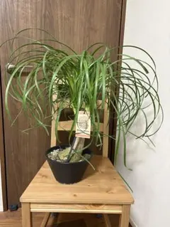 2025年最新】トックリラン ポニーテールの人気アイテム - メルカリ