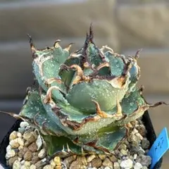 親株アガベハデス極上株　陽炎インフェルノ Yahoo!オークション - 極上特選株 アガベ チタノタ ハデス 陽炎