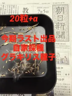 2026年最新】グラキリス 現地球の人気アイテム - メルカリ
