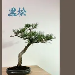 2025年最新】真柏盆栽の人気アイテム - メルカリ