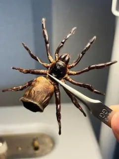 18mm】オオズアリバチの一種 標本 Mutillidae sp.あり蟻 - メルカリ