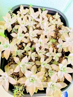 ■多肉植物■ 初心者ミックス詰め合わせset　カット苗セット(おうち時間)