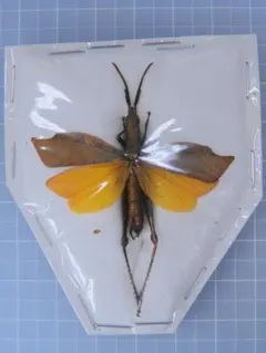 2026年最新】バッタ 標本の人気アイテム - メルカリ