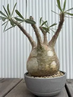 グラキリス 2頭 みやび鉢付き ダブル 多頭 塊根植物 - メルカリ