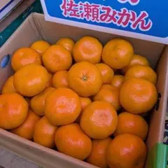 2026年最新】佐瀬みかんの人気アイテム - メルカリ