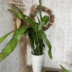 超特価！ラスト2鉢価格！月下美人　苗　苗木　観葉植物　6号鉢　複数株植えのサムネイル