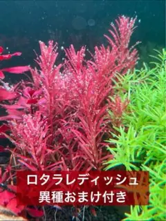 《他種おまけ付き》ロタラレディッシュ5本《無農薬水中葉》のサムネイル