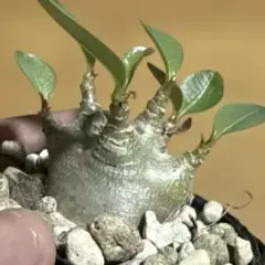 2026年最新】アデニウム ドワーフの人気アイテム - メルカリ