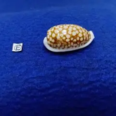 2026年最新】貝標本 ダカラの人気アイテム - メルカリ