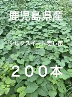 シルクスイート 200本 新鮮さつまいも苗 無農薬 - メルカリ