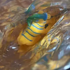 デアゴスティーニ　恐竜アタックアンドコ　パラサウロロフス　未使用