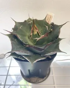 ★コレクション親株出品★ アガベ　チタノタ　黒豹　ブラックパンサー　オテロイ アガベ チタノタ 黒豹 ブラックパンサー 超良株 コレクション株