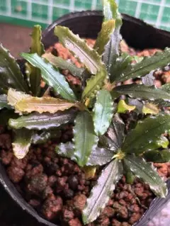 Bucephalandra sp. Godzilla mini ゴジラミニ - メルカリ