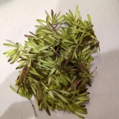 アオダモの種　約1000粒 2025年最新】アオダモ 種の人気アイテム - メルカリ