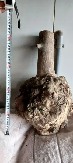 Item thumbnail for item 5927552d-4bfe-463a-baa8-aef436be3343