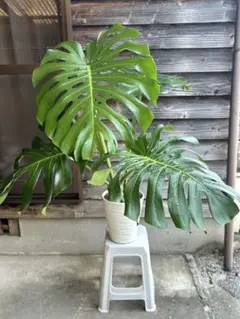 モンステラデリシオーサ 鉢植発送 屋久島産 モンステラデリシオーサ 鉢植発送 屋久島産 - メルカリ