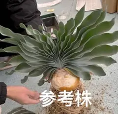 2025年最新】ブーファン ハエマンソイデスの人気アイテム - メルカリ