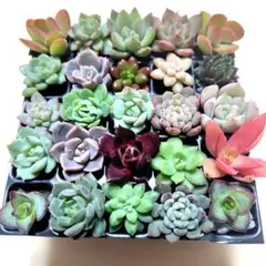 2026年最新】多肉 カット苗セットの人気アイテム - メルカリ