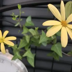 Shino様 リクエスト 2点 まとめ商品