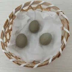 【ハンドメイド用】ひめうずら　有精卵　※食用ではありません！！
