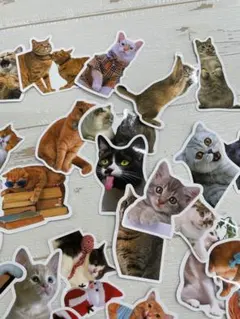 フレークシール 猫 50枚セット てんこ盛り ステッカー ネコ 実写 大量