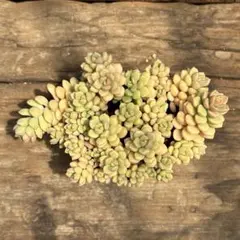 げ*☻様 【6-42】　小梅　多肉植物のサムネイル