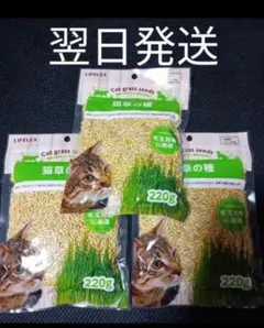 Item thumbnail for item 6a450bf6-2cd3-42ee-ac94-423e90001007