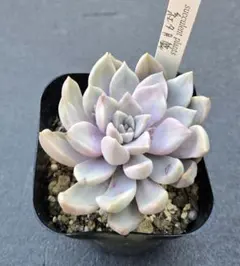 2025年最新】多肉植物抜き苗の人気アイテム - メルカリ