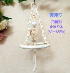 専用♡　円形リング　止まり木　(ゲージ用♪)