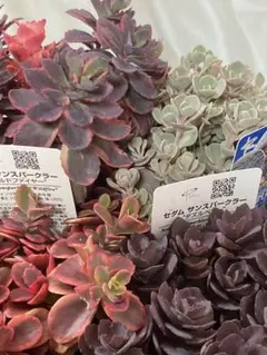 大人気 ❤︎.*ハイブリッドセダム ❤︎.* レア4種 ❤︎.* ポットごと発送