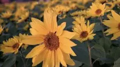 Karさま専用ページ