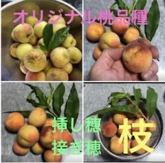 オリジナル交配花桃・実桃［花も楽しめ食べられる桃］挿し木用 接ぎ穂用1本10cmのサムネイル