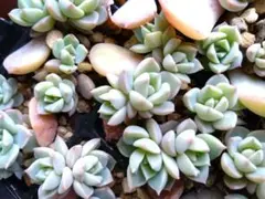 LuLu＊Moana様 リクエスト 2点 まとめ商品