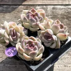 NEW❗️013多肉植物　エケベリア　アメジスト　抜き苗　寄せ植え　4苗セット❣️