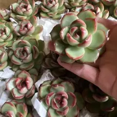 ちい様 リクエスト 10点 まとめ商品