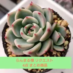 らんまる様 リクエスト 4点 まとめ商品