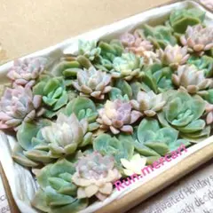 2025年最新】ラブリーローズ錦の人気アイテム - メルカリ