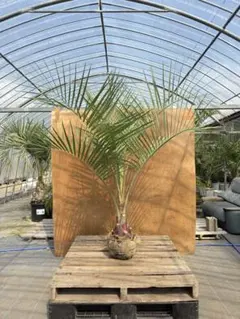 ココスヤシ　抜き苗　引き取り限定　福岡県 楽天市場】【現品発送】ココスヤシ 中株 苗木 W70cm×H70cm【FA