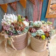 そのまま飾れる多肉植物の寄せ植えセット - メルカリ