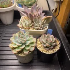 ㉜大きめ 優木園さん苗 桃くま❣️群青蓮花❣️伊弉諾❣️発根済5苗メルカリ便込 ㉜大きめ 優木園さん苗 桃くま❣️群青蓮花❣️伊弉諾❣️