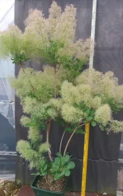 NW2スモークツリー白花接木高さ130cm9号角鉢 大苗マロンホワイト NW2スモークツリー白花接木高さ130cm9号角鉢 大苗マロンホワイト