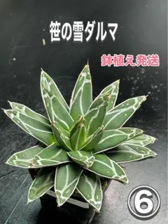 笹の雪　ダルマ　美株 imgrc0100878494.jpg